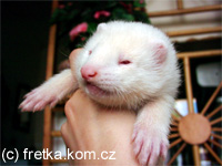 fretatko-6tydnu-stare-albin.jpg, 22 kB