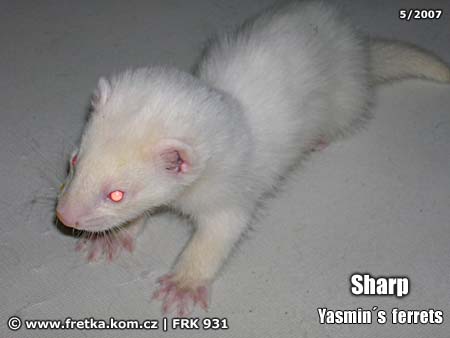 fretka Sharp Yasmin's ferrets
