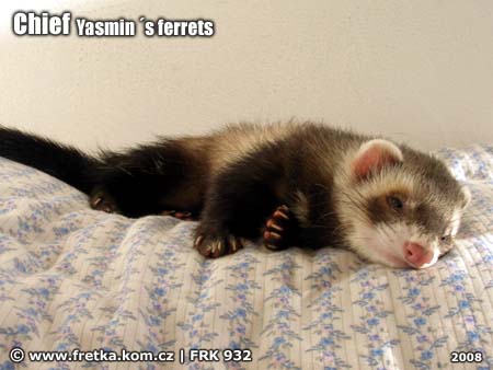 fretka Chief Yasmin's ferrets