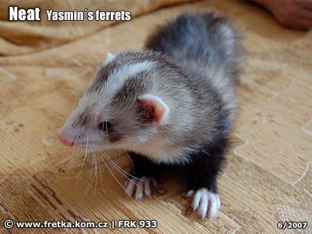 fretka Neat Yasmin's ferrets