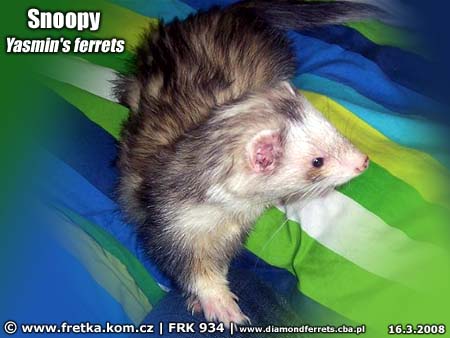 fretka Snoopy Yasmin's ferrets