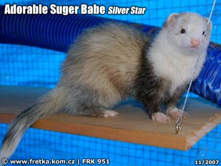 fretka Adorable Suger Babe Silver Star