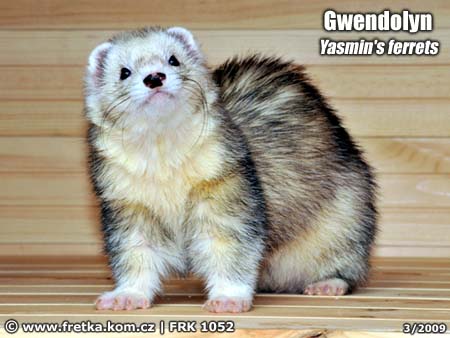 fretka Gwendolyn Yasmin's ferrets
