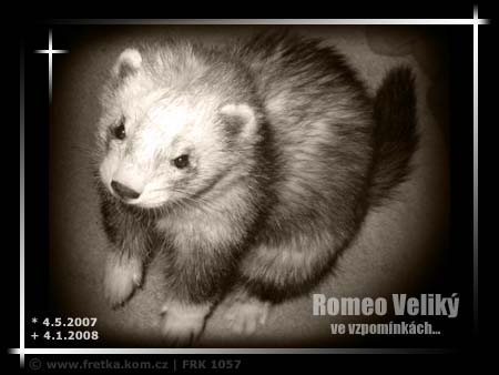 fretka Romeo Velik Yasmin's ferrets as 