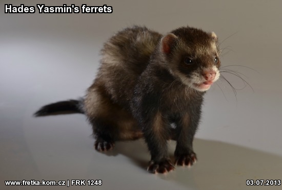 fretka Hades Yasmin's ferrets