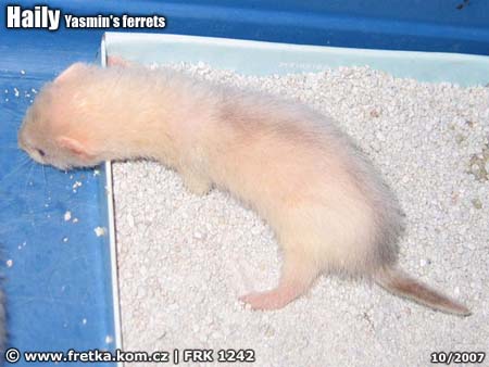 fretka Haily Yasmin's ferrets