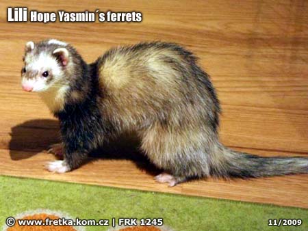 fretka Lili - Hope Yasmin's ferrets