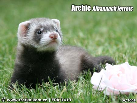 fretka Archie Albannach ferrets