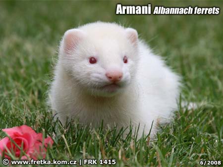 fretka Armani Albannach ferrets