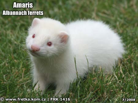 fretka Amaris Albannach ferrets