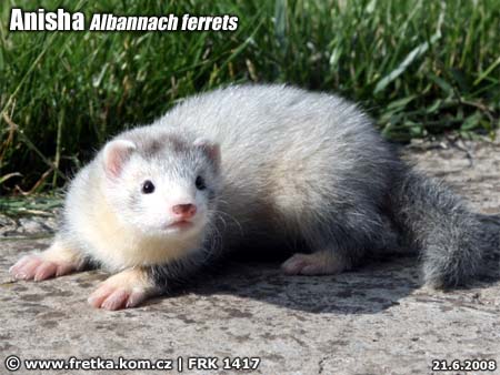 fretka Anisha Albannach ferrets