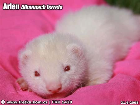 fretka Arlen Albannach ferrets