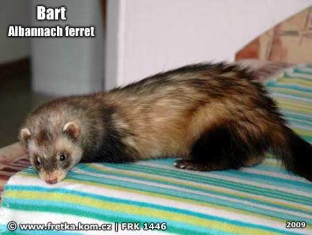 fretka Bart Albannach ferrets
