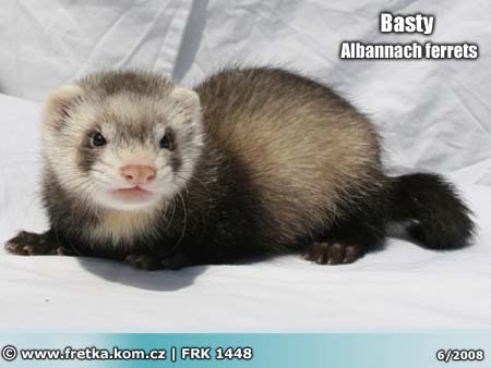 fretka Basty Albannach ferrets