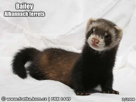 fretka Bailey Albannach ferrets