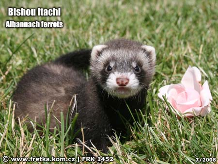 fretka Bishou Itachi Albannach ferrets