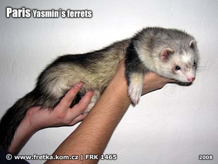 fretka Paris Yasmin's ferrets