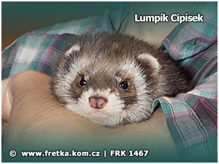 fretka Lumpk Cipsek Yasmin's ferrets