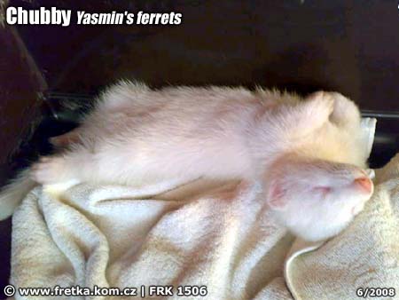 fretka Chubby Yasmin's ferrets