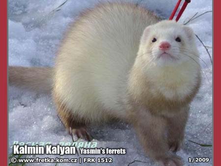 fretka Kalmin Kalyan Yasmin's ferrets