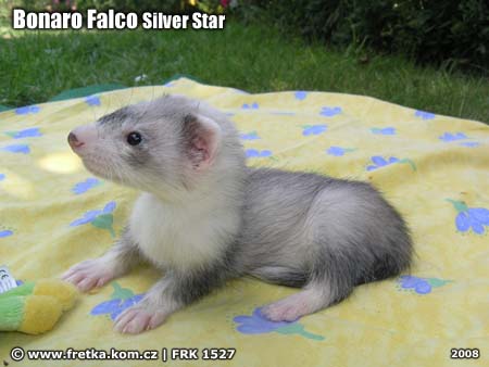 fretka Bonaro Falco Silver Star