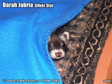 fretka Darah Jabria Silver Star