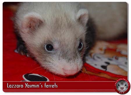 fretka Lazzaro Yasmin's ferrets