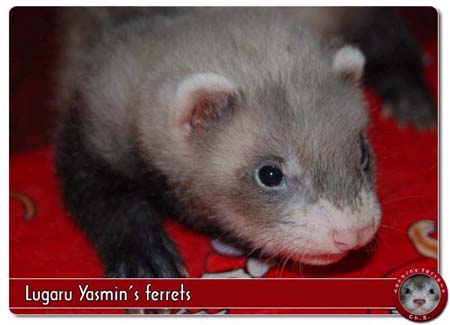 fretka Lugaru Yasmin's ferrets