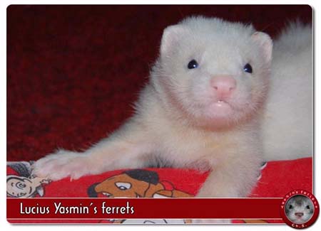 fretka Lucius Yasmin's ferrets
