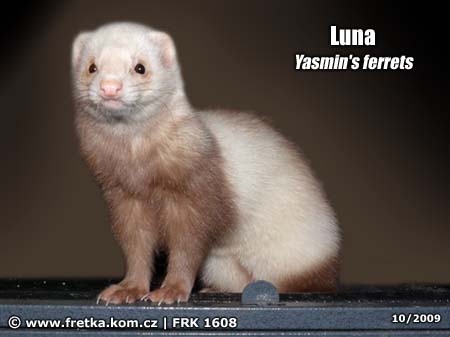fretka Luna Yasmin's ferrets
