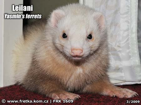 fretka Leilani Yasmin's ferrets