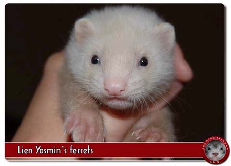fretka Lien Yasmin's ferrets