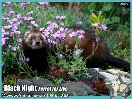 fretka Black Night Ferret for Live