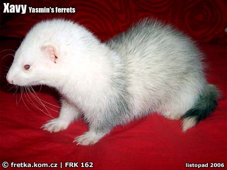 fretka Xavy Yasmin's ferrets