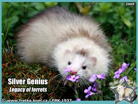 fretka Silver Genius Legacy of ferrets