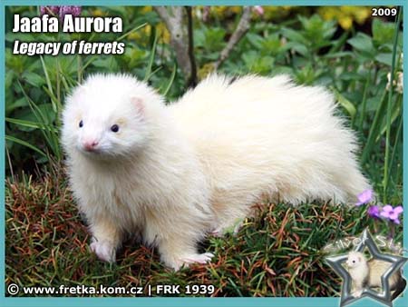 fretka Jaafa Aurora Legacy of ferrets