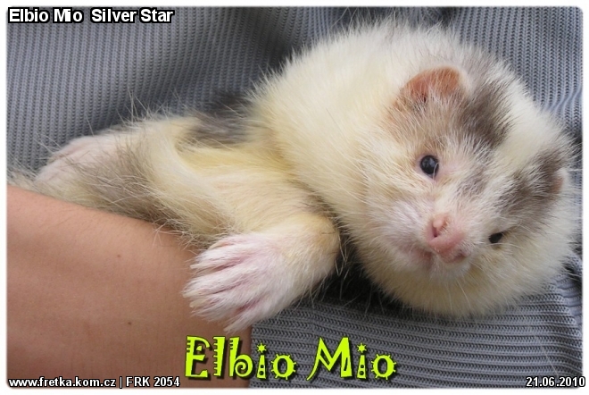 fretka Elbio Mio  Silver Star