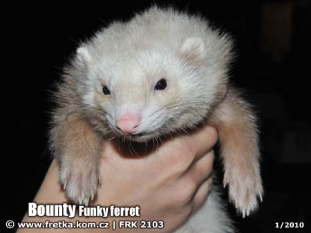 fretka Bounty  Funky ferret