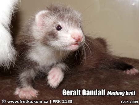 fretka Geralt Gandalf  Medov kvt