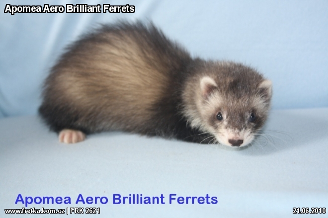 fretka Apomea Aero Brilliant Ferrets
