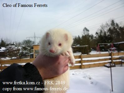 fretka Cleo of Famous Ferrets