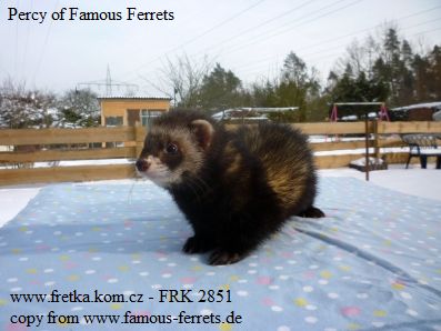 fretka Percy of Famous Ferrets