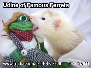 fretka Udine of Famous Ferrets