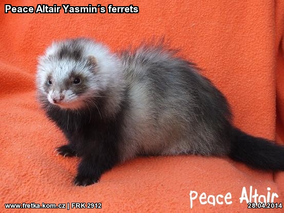 fretka Peace Altair Yasmins ferrets
