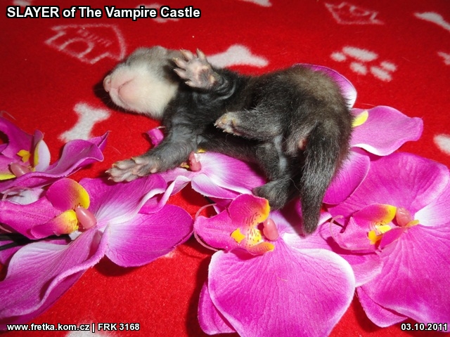 fretka SLAYER of The Vampire Castle