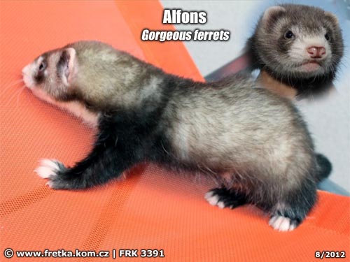 fretka Alfons Gorgeous ferrets