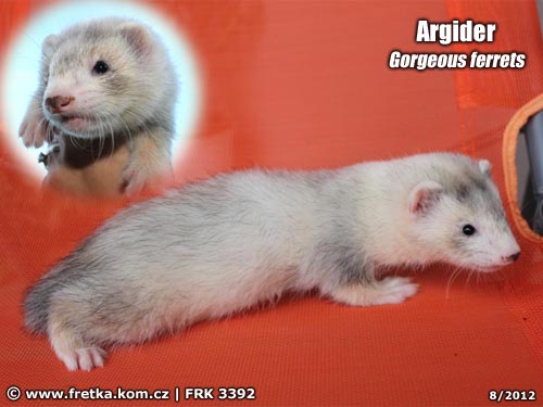 fretka Argider Gorgeous ferrets