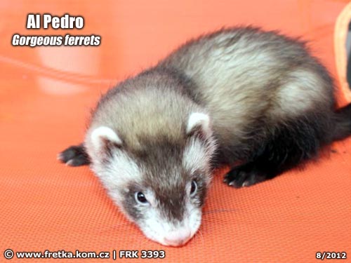 fretka Al Pedro Gorgeous ferrets