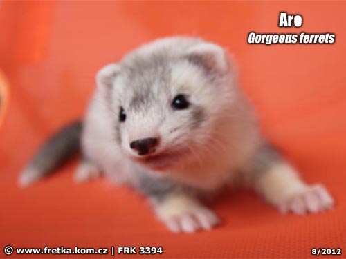 fretka Aro Gorgeous ferrets