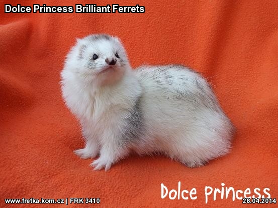 fretka Dolce Princess Brilliant Ferrets